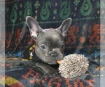 Small #11 French Bulldog