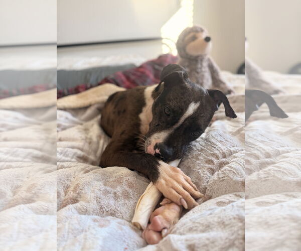 Medium Photo #3 American Staffordshire Terrier-Catahoula Leopard Dog Mix Puppy For Sale in Holly Springs, NC, USA