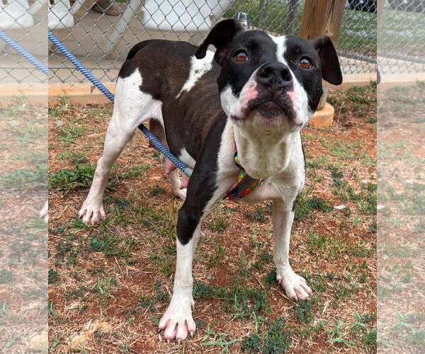 Medium Photo #6 Mutt Puppy For Sale in Rustburg, VA, USA