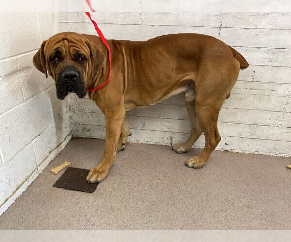 Medium Photo #1 Bullmastiff Puppy For Sale in San Bernardino, CA, USA