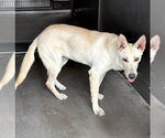 LENA - Female Siberian Husky Dog for Adoption - Small photo