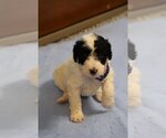 Small Photo #11 Goldendoodle Puppy For Sale in ALBION, IN, USA