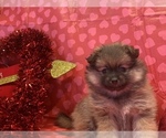 Small Photo #34 Pomeranian Puppy For Sale in GOSHEN, NY, USA