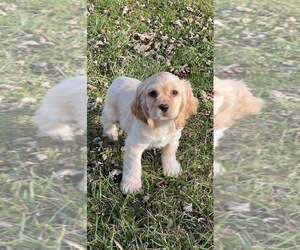 Cocker Spaniel Puppy for sale in CANOGA, NY, USA