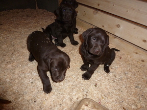 Labrador Retriever Puppy for sale in MILTON, NH, USA