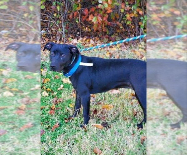 Medium Photo #9 Labrador Retriever-Unknown Mix Puppy For Sale in Fairfax, VA, USA