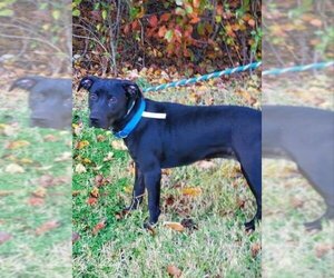 Sooney *Adopt or Foster* - Female Labrador Retriever-Unknown Mix Dog for Adoption - Photo #9