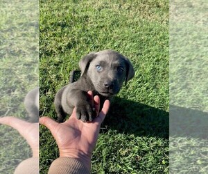 Labrador Retriever Puppy for sale in STREETMAN, TX, USA