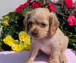 Small Photo #16 Cocker Spaniel Puppy For Sale in GOSHEN, IN, USA