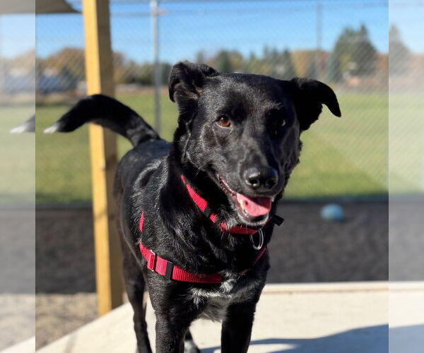 Medium Photo #2 Mutt Puppy For Sale in Fargo, ND, USA