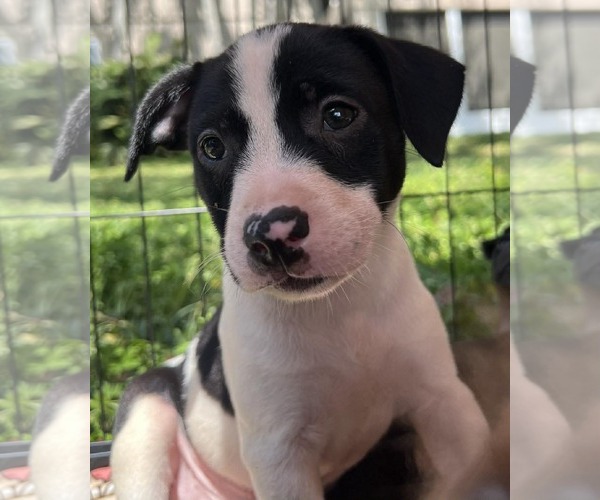 Medium Photo #3 Dachsador Puppy For Sale in Pompano Beach , FL, USA