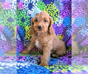 Cock-A-Poo Puppy for sale in NOTTINGHAM, PA, USA