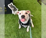 Small #1 Boxer Mix