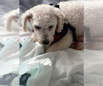 Small #4 Bichon Frise