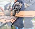 Small Photo #18 Mastiff Puppy For Sale in PARIS, IL, USA