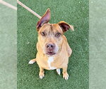 IVY - Female Mutt Dog for Adoption - Small photo