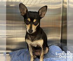 Small #1 Chihuahua Mix