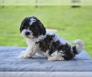 ShihPoo Puppy for sale in MILLERSBURG, OH, USA