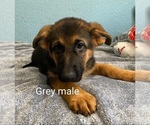 Small Photo #4 German Shepherd Dog Puppy For Sale in RIO LINDA, CA, USA
