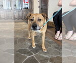 Small #9 Labrador Retriever Mix