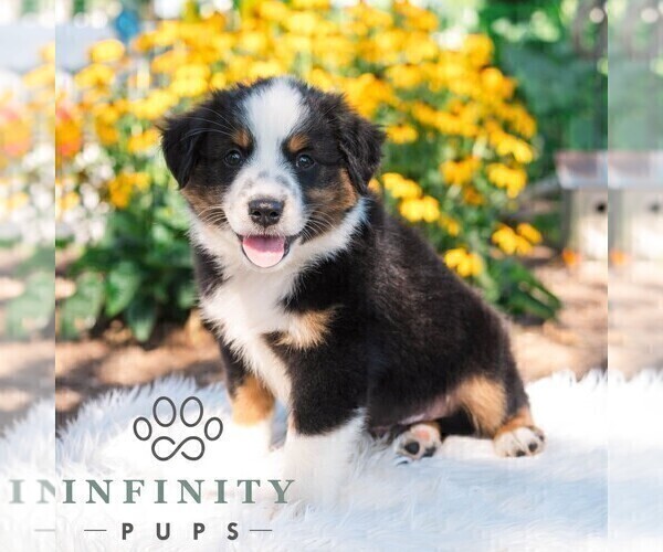 Medium Photo #4 Miniature Australian Shepherd Puppy For Sale in REBERSBURG, PA, USA