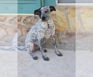 Mutt Dogs for adoption in San Antonio, TX, USA