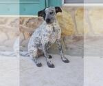 Small Mutt