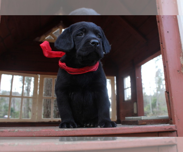 Medium Photo #1 Labrador Retriever Puppy For Sale in AIKEN, SC, USA