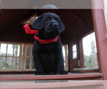 Small Photo #1 Labrador Retriever Puppy For Sale in AIKEN, SC, USA
