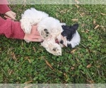 Small Photo #13 Shih Tzu Puppy For Sale in BRIDGEWATER, VA, USA