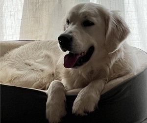 Father of the English Cream Golden Retriever puppies born on 07/13/2025
