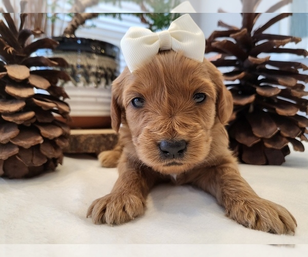 Medium Photo #1 Goldendoodle Puppy For Sale in LEWISVILLE, TX, USA