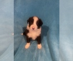 Small #4 Border Collie