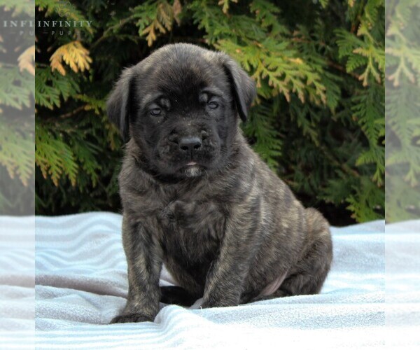 Medium Photo #3 Mastiff Puppy For Sale in MORGANTOWN, PA, USA
