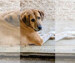 Small Photo #5 Labrador Retriever-Unknown Mix Puppy For Sale in Rockaway, NJ, USA