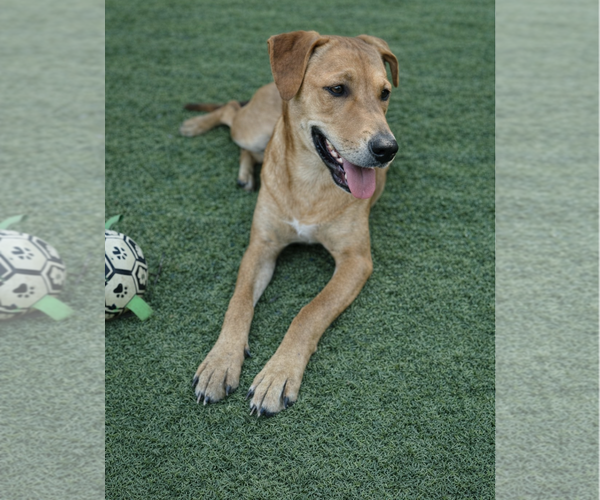 Medium Photo #3 Labrador Retriever-Unknown Mix Puppy For Sale in Fort Worth, TX, USA