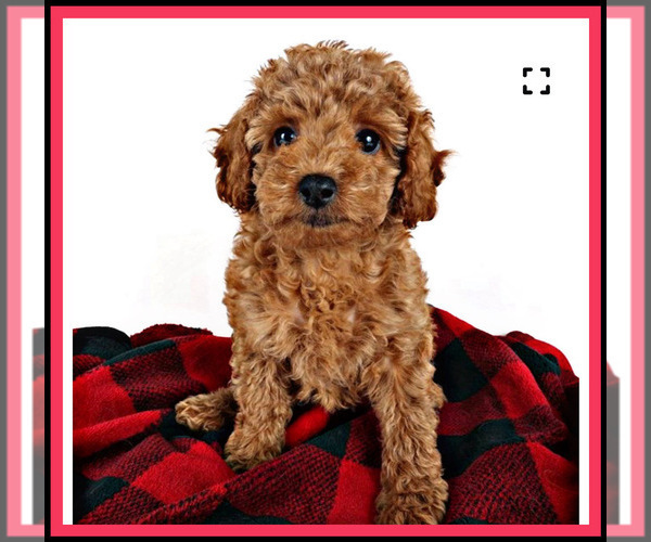 Medium Photo #1 Poodle (Toy) Puppy For Sale in ANDREWS AIR FORCE BASE, MD, USA