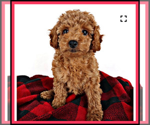 Poodle (Toy) Puppy for Sale in ANDREWS AIR FORCE BASE, Maryland USA