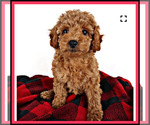 Small Photo #1 Poodle (Toy) Puppy For Sale in ANDREWS AIR FORCE BASE, MD, USA