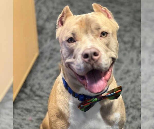 Medium Photo #6 American Staffordshire Terrier-Unknown Mix Puppy For Sale in Cranford, NJ, USA
