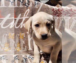 Labrador Retriever Puppy for Sale in BLOOMSBURG, Pennsylvania USA