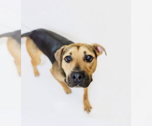 Beagle-German Shepherd Dog Mix Dogs for adoption in York, SC, USA