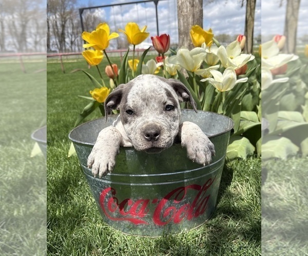 Medium Photo #3 American Bulldog Puppy For Sale in MIDDLEBURY, IN, USA