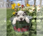 Small #2 American Bulldog