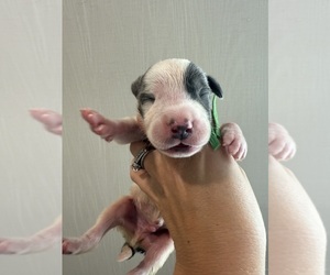 Medium Great Dane