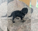 Small #8 Poodle (Miniature)-Poodle (Standard) Mix