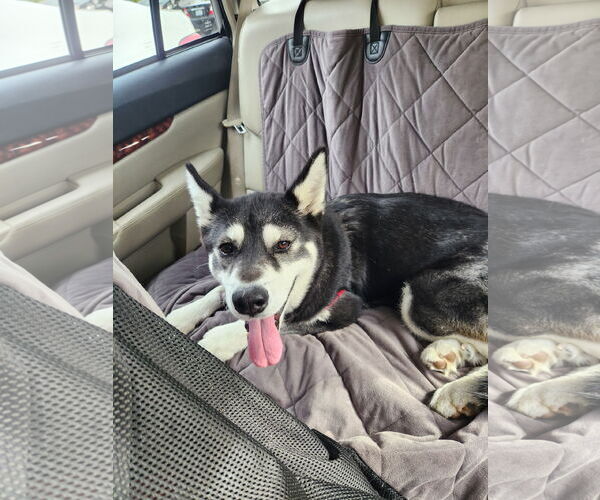 Medium Photo #4 Huskies -Unknown Mix Puppy For Sale in San Jose, CA, USA