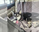 Small #3 Huskies  Mix