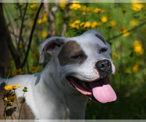Medium Photo #5 American Pit Bull Terrier-Unknown Mix Puppy For Sale in Ocala, FL, USA