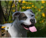 Small #4 American Pit Bull Terrier Mix